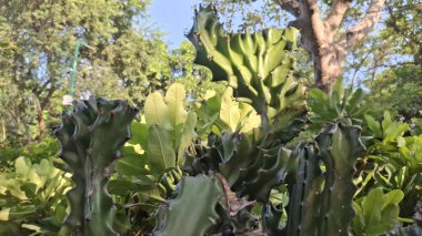 Bahçedeki yeşil bitki