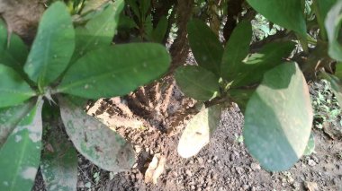 yeşil yapraklar, bitki yaprakları