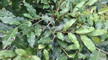 yeşil bitki yaprakları, bitki örtüsü