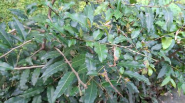 yeşil yapraklar, bitkiler ve yapraklar