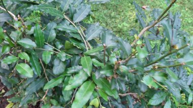 yeşil yapraklar, bitkiler ve yapraklar