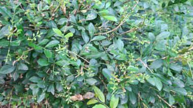 yeşil yapraklar, bitkiler ve yapraklar