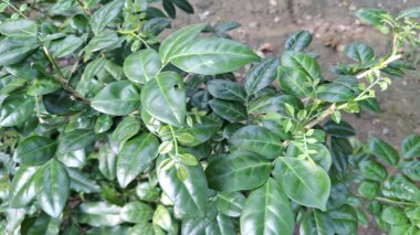 yeşil yapraklar, bitkiler ve yapraklar