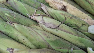 Sokak yemekleri için yeşil mısır.