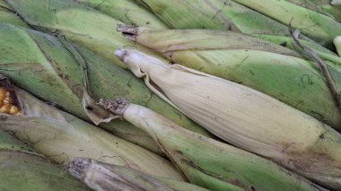 Pazarda taze mısır