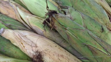 Marketteki mısır koçanları