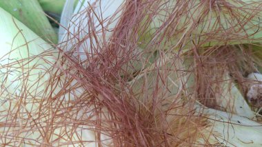 Güzel botanik fotoğrafı, doğal duvar kağıdı.