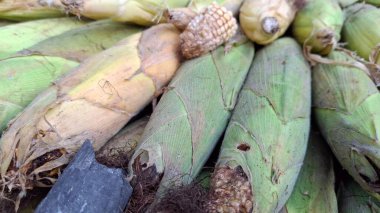 Markette taze Mısır