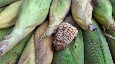 pazarda yeşil mısır