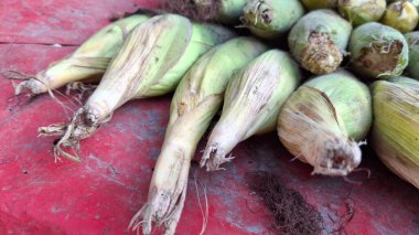 Koçanda yeşil mısır