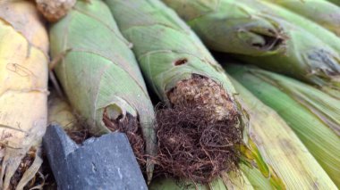 Koçanda mısır koçanları