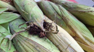 Marketteki mısır koçanları