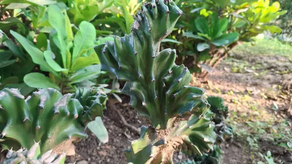 Açık havada yetişen yeşil bitkilerin kapatılması