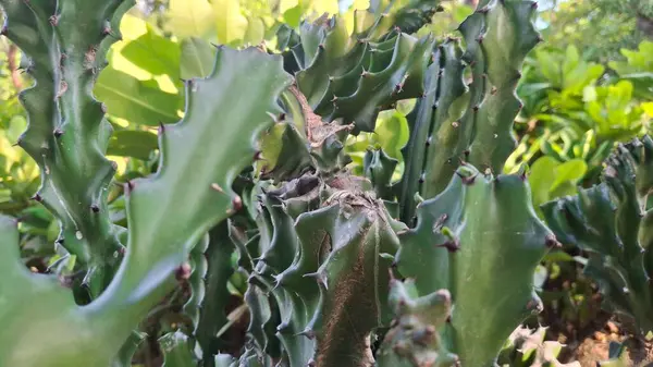 Doğadaki kaktüs.