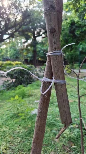 Parkın güzel manzarası