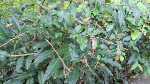 yeşil yapraklar, bitkiler ve yapraklar