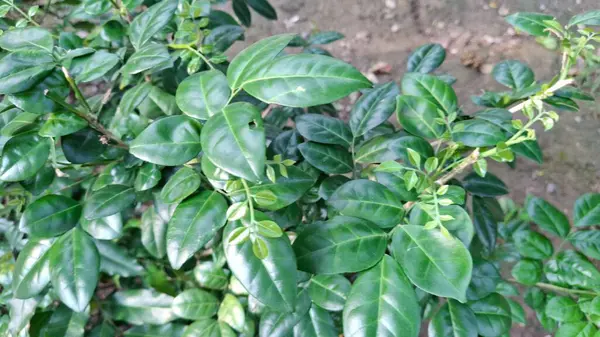 yeşil yapraklar, bitkiler ve yapraklar