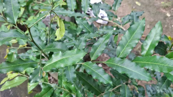 yeşil yapraklar, bitkiler ve yapraklar