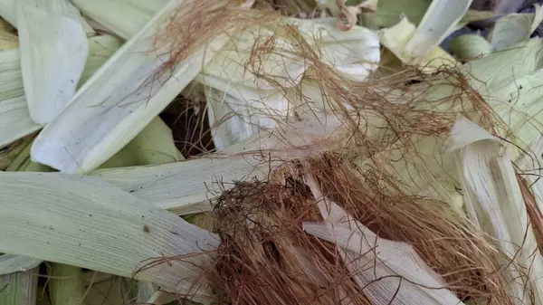 Mısır koçanı manzarasını kapat