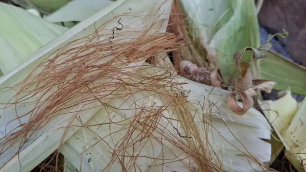 Bahçedeki bir bitkiyi kapat.