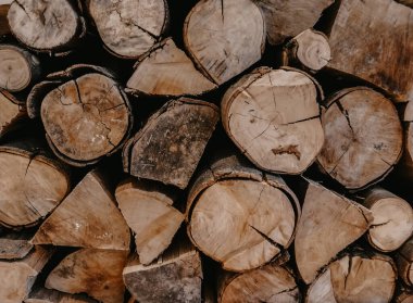 Ormanda yakacak odunlar