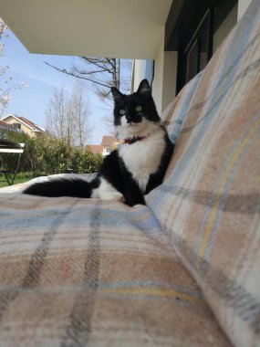 siyah ve beyaz kedi kanepede yatan