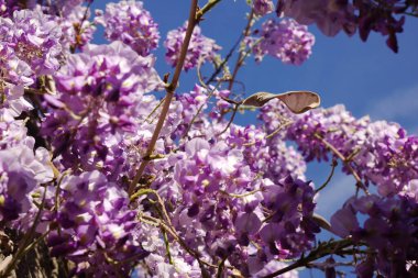 Küçük şirin köyde güzel çiçekler.