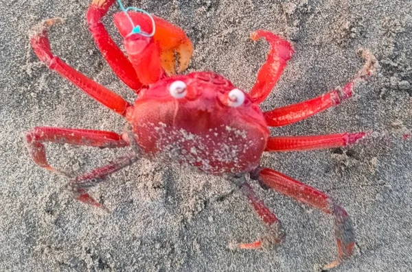 砂の上に赤いカニがある 海岸の砂の上の赤いカニ — ストック写真