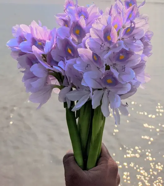Ręka Trzymająca Bukiet Purpurowych Kwiatów Natura Piękna Piękno Natury — Zdjęcie stockowe