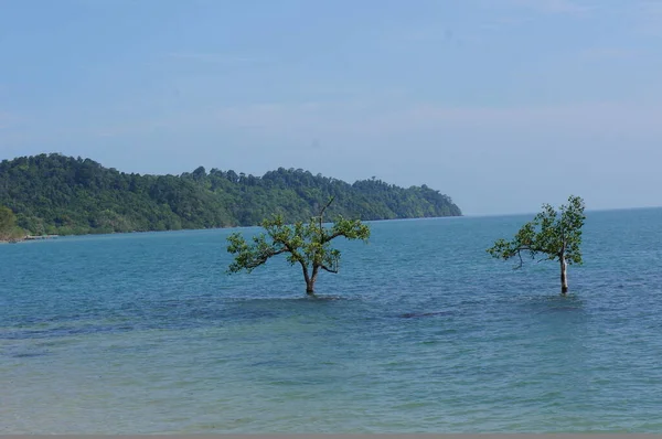 Indah Pemandangan Pohon Pohon Tengah Laut — Stok Foto