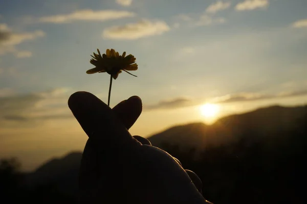 Hand Holding Yellow Flower Garden — Stock Photo, Image