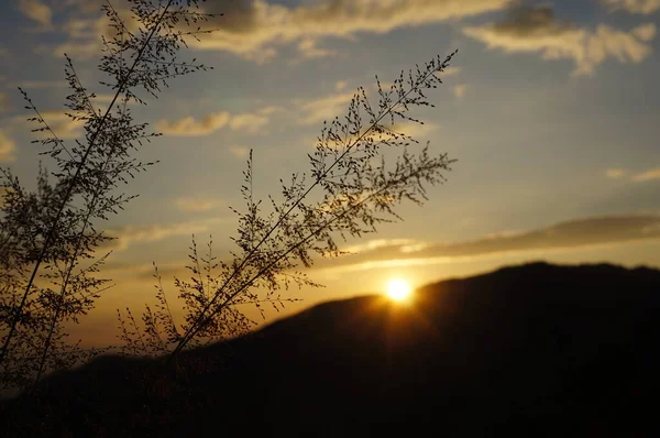 beautiful sunset in the mountains, Backlit photo of grass