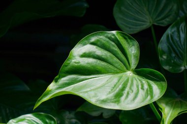 Yeşil yaprak dokusu, yeşillik, bitki yaprağı, yaprakların yakın plan fotoğrafı.
