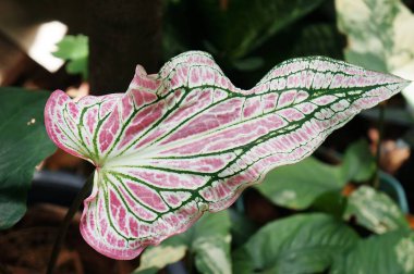 Güzel botanik çekimi, doğal duvar kağıdı, bahçede pembe yapraklar.