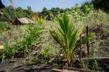 Santolo sahilindeki kıyı köyü manzarası, Batı Java, Endonezya