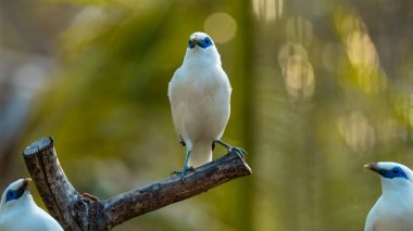 Güzel Balili Myna kuşu ya da balili sığırcık gün doğumunda bir ağaç dalına tünemişti. Endonezya 'nın Bali adasında