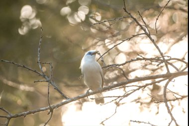 Güzel Balili Myna kuşu ya da balili sığırcık gün doğumunda bir ağaç dalına tünemişti. Endonezya 'nın Bali adasında