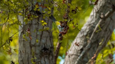 Soy kafalı bülbül kuşları yemek taşıyan bir ağacın dallarına tüneyip oynuyorlar.