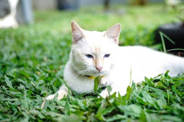Nazik mavi gözlü kedi, küçük yavru kedi. Şirin kedi portresi. Mutlu sevimli kedi, güzel pofuduk beyaz kedi dışarıda çimenlerde oynuyor.