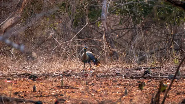 stock image male Indonesian peafowl or pavo cristatus or peacock in natural scenic winter season forest or jungle at Baluran national park forest reserve, Indonesia