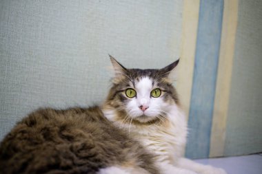 Siyah beyaz şişman kedi. Duvara yaslanıyordu.