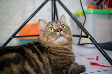 Tekir desenli siyah şişman bir kedi. İçerde oynuyordu.