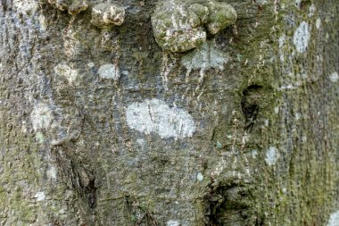 Ağaç kabuğu dokusunun yakın plan görüntüleri doğal ahşap desenler ve kaba kumlu yüzey, çevre dostu projeler ve doğa temalı tasarımlar için idealdir. Organik madde ve karbon nötr