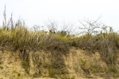 Bulutlu bir gökyüzünün altında uzun, kuru otlardan oluşan bir tarlanın manzara fotoğrafı. Bir bahar akşamında kuru sazların üzerinde büyür. Bulutlu hava, manzara