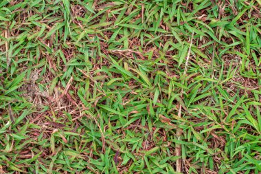 Yeşil çimen dokusu. Yeşil çimenler, baharda bir çimen. Renkli otların arka planı. Yeni biçilmiş bir çimenliğin yakın çekimi, park. Spor sahası