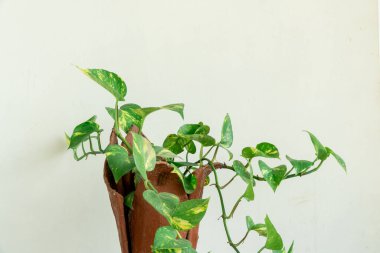 Beyaz arka planda güzel yeşil yapraklar ve tencerede gölgeler. Minimalist bir kavram. İskandinav tarzı iç mekan. Görüntüyü kapat