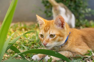 Parkta yeşil çimenler ve arka planda küçük ağaçlarla oynayan yakalı turuncu bir kedi. Bulanık bir arkaplanla çok yakından çekilmiş.