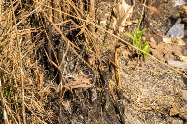 The image shows combustion residue from dried bamboo during the dry season. The burned area is surrounded by dried bamboo, highlighting the impact of the burning process clipart