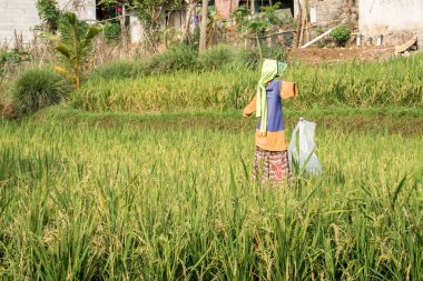 Pirinç tarlalarının sararmaya başlaması ve teraslı pirinç tarlalarının görünmesi manzarası. Görüntü, hasat mevsiminin eşiğindeki tarlaların güzelliğini yakalıyor.