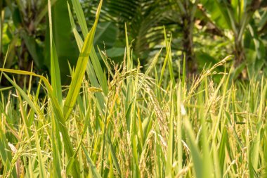Pirinç tarlalarının sararmaya başlaması ve teraslı pirinç tarlalarının görünmesi manzarası. Görüntü, hasat mevsiminin eşiğindeki tarlaların güzelliğini yakalıyor.